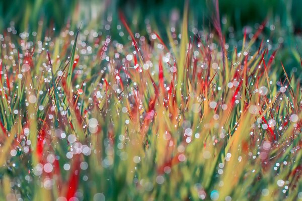 Tautropfen auf fremdem Gras