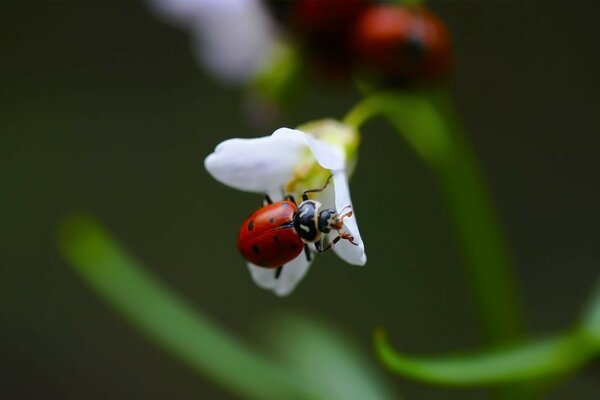 Joaninha na flor branca