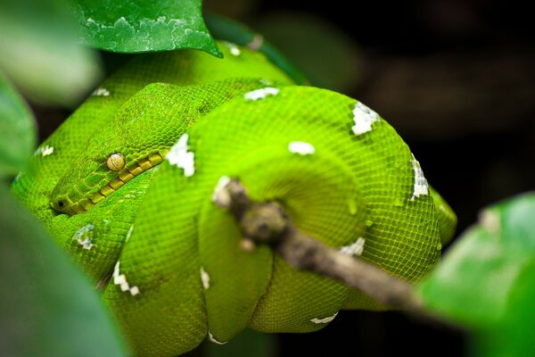 A green large reptile in a tangle