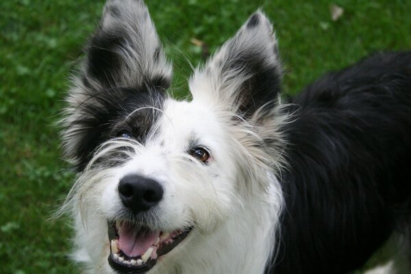 A black and white dog with erect ears smiles and shows teeth