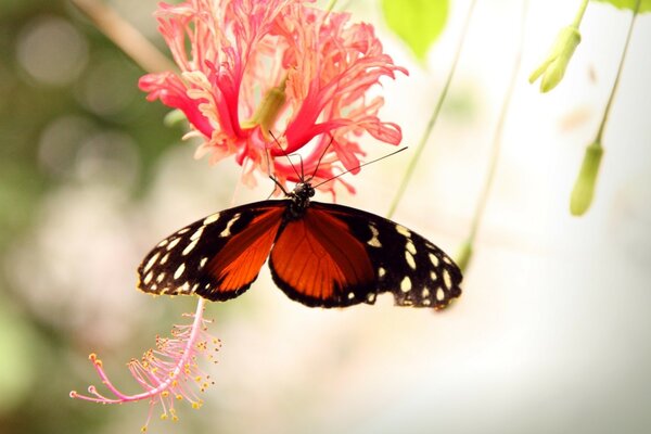 Nature fleur insecte papillon