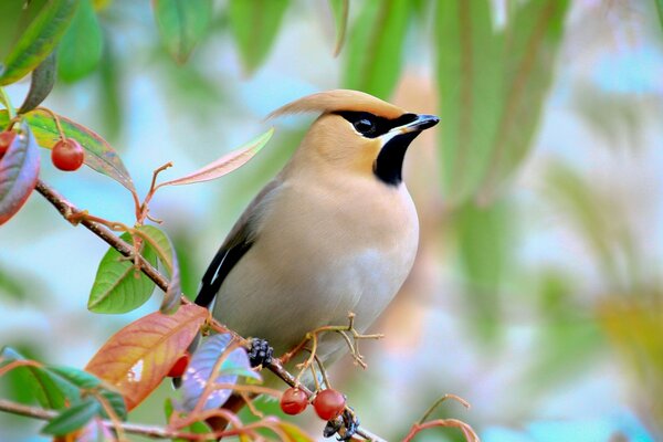 Hermoso pájaro en una rama de árbol