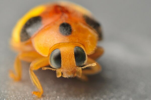 Ladybug close-up on a gray background