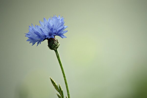 Flor azul en un tallo largo