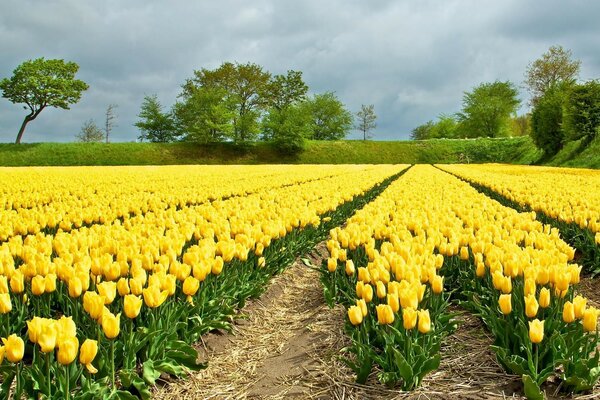 Das Feld der Blumen ist sehr schön