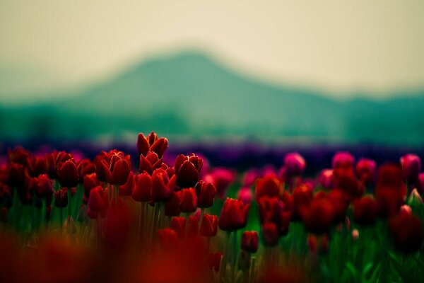 Verschwommene Landschaft mit roten Blumen in der Sonne