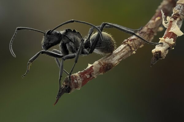 Vida silvestre beschvertebral insecto