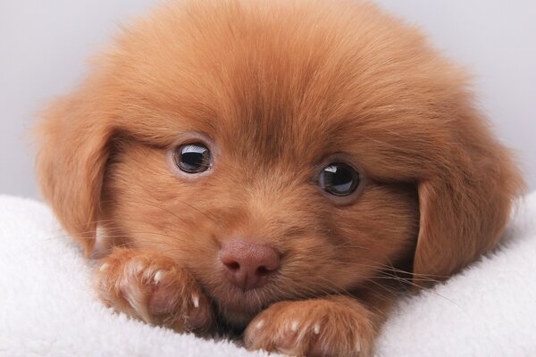 一只可爱的小狗，天使般的眼睛