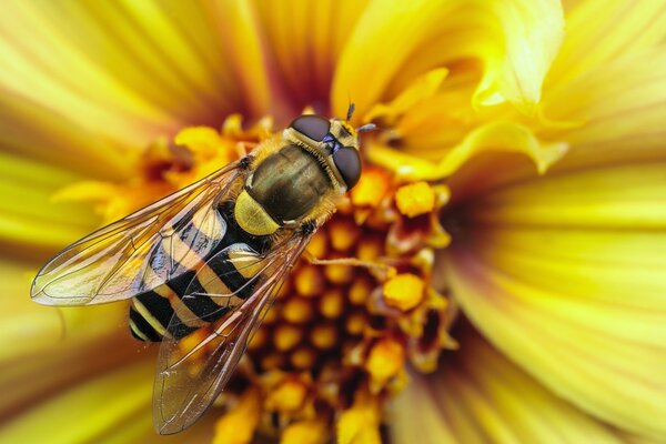 A bee is sitting on a yellow flower