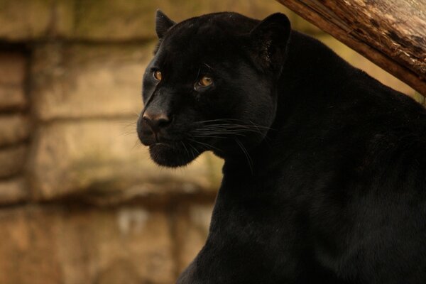 Bellissimo gatto nero che guarda nella cornice