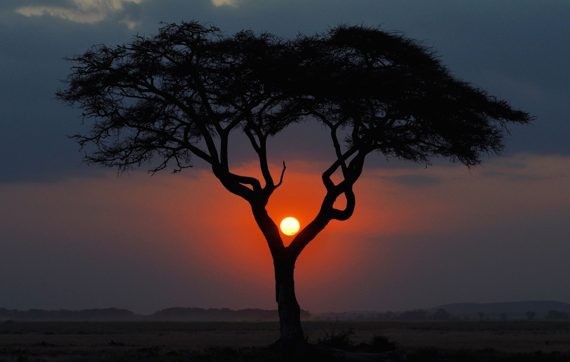 дерево солнце закат без смс