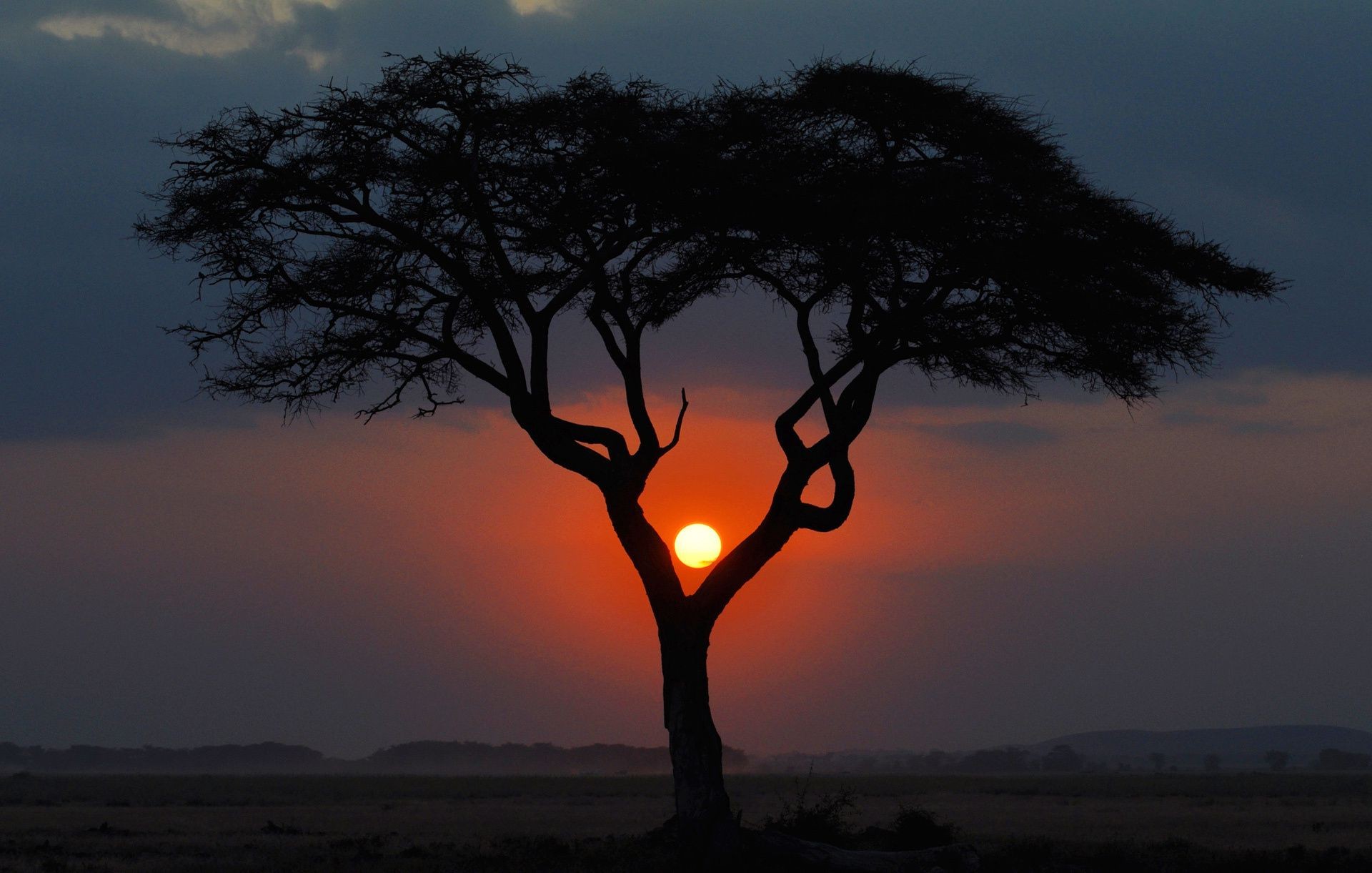 the sunset and sunrise sunset dawn tree landscape silhouette evening sky sun backlit nature dusk