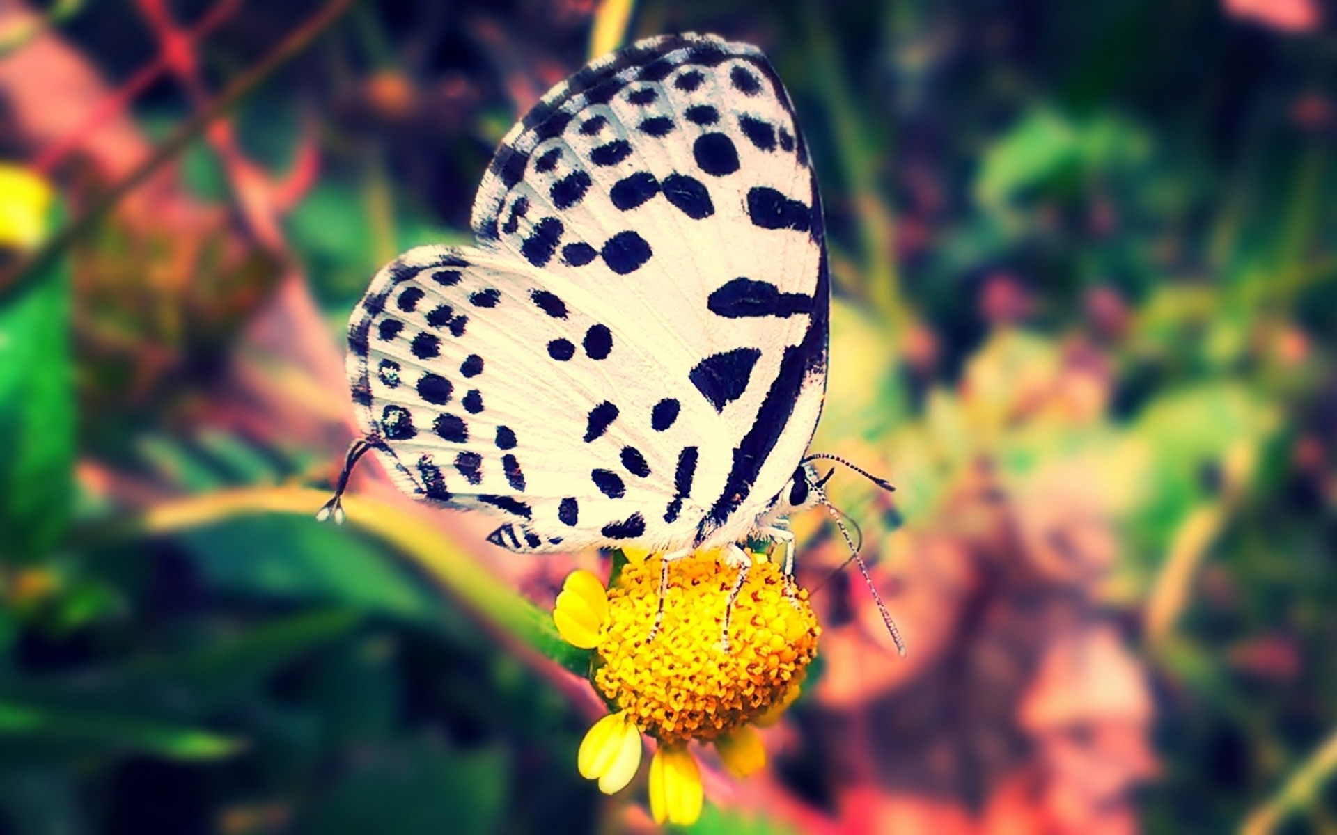 insectes papillon nature insecte été jardin fleur lumineux à l extérieur belle flore couleur la faune feuille animal sauvage aile invertébré