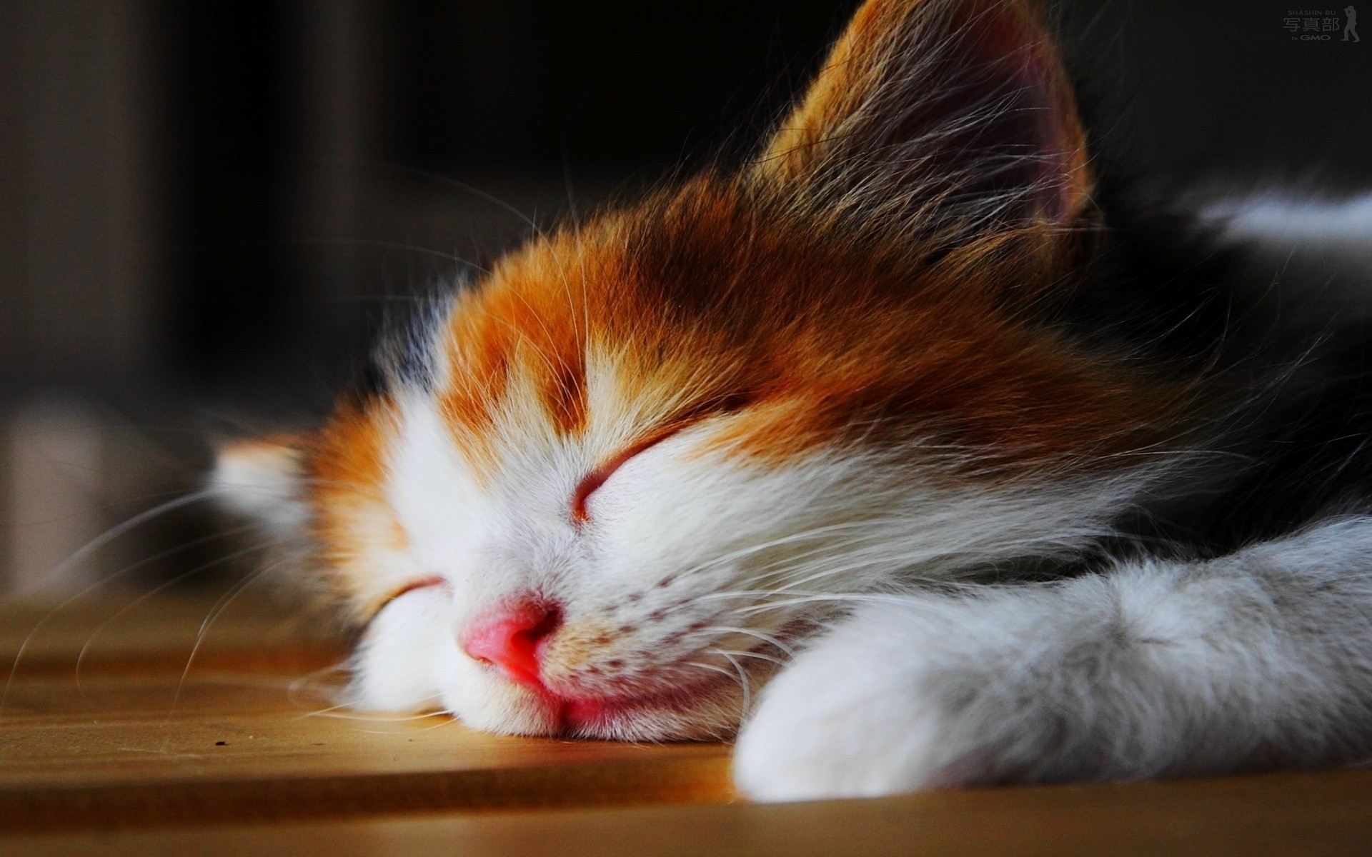 katze katze kätzchen haustier säugetier niedlich tier fell porträt inländische auge ein flaumig schnurrbart wenig kind anzeigen bunt