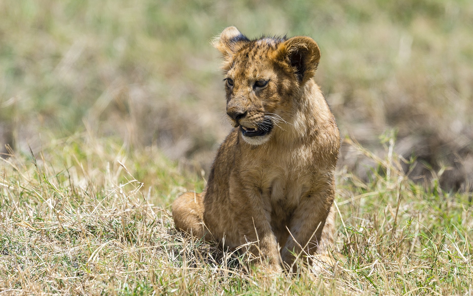 tiere tierwelt säugetier katze tier gras wild löwe natur raubtier safari fleischesser niedlich wolf