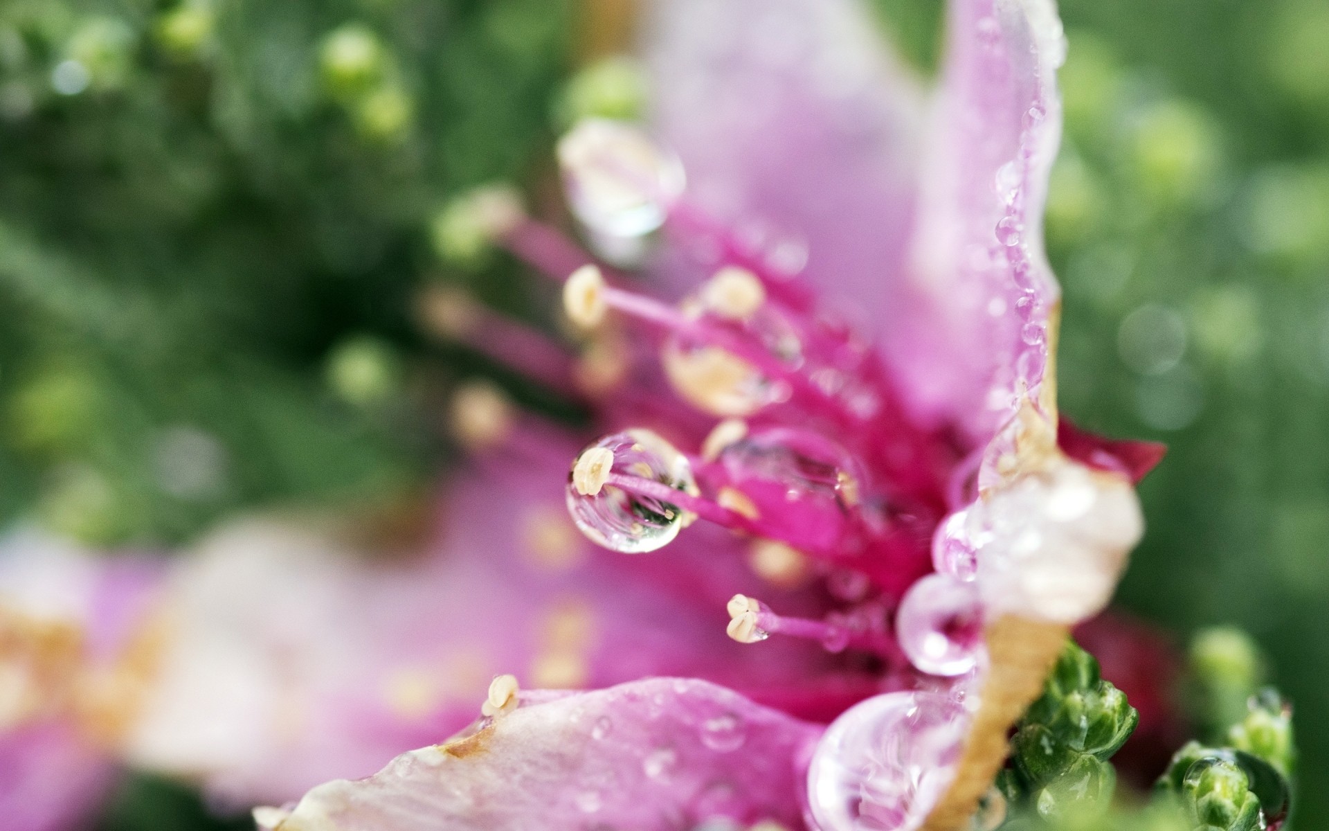 flowers flower nature garden flora leaf summer floral blooming close-up color petal outdoors bright beautiful growth freshness rose season botanical