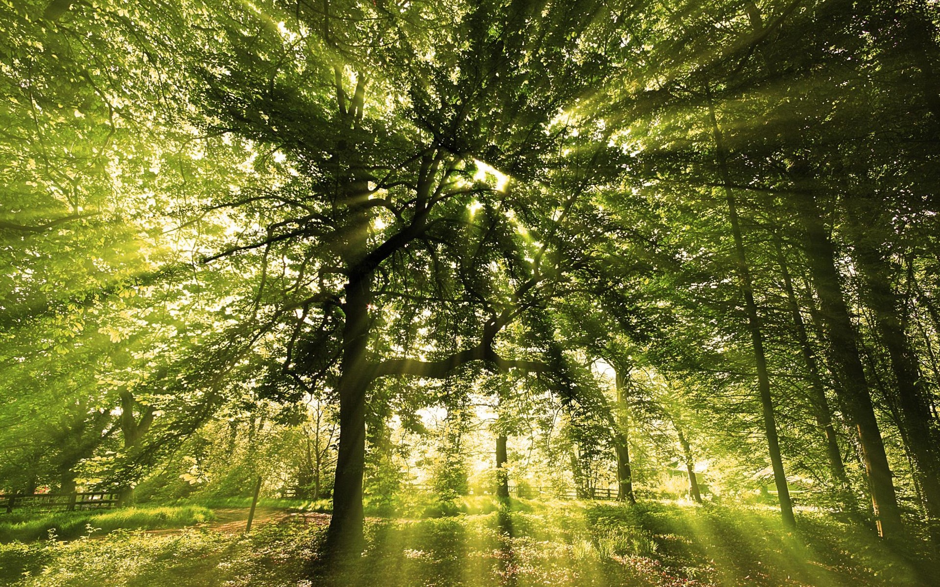 landschaft holz natur blatt landschaft baum gutes wetter sonne sunbim dämmerung park nebel üppig nebel zweig hell medium kofferraum aufstieg im freien wald bäume