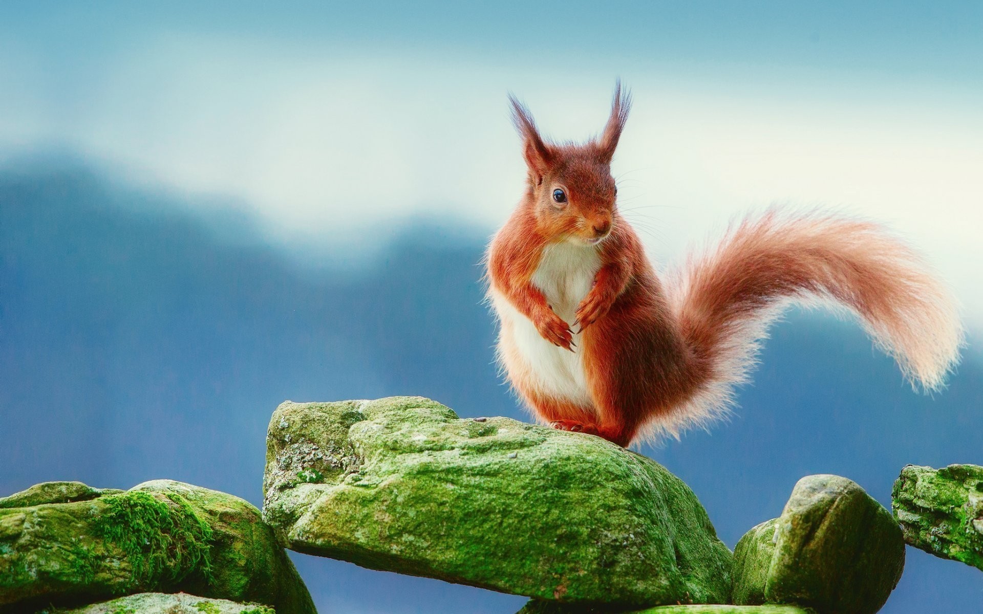 animales naturaleza al aire libre verano ardilla