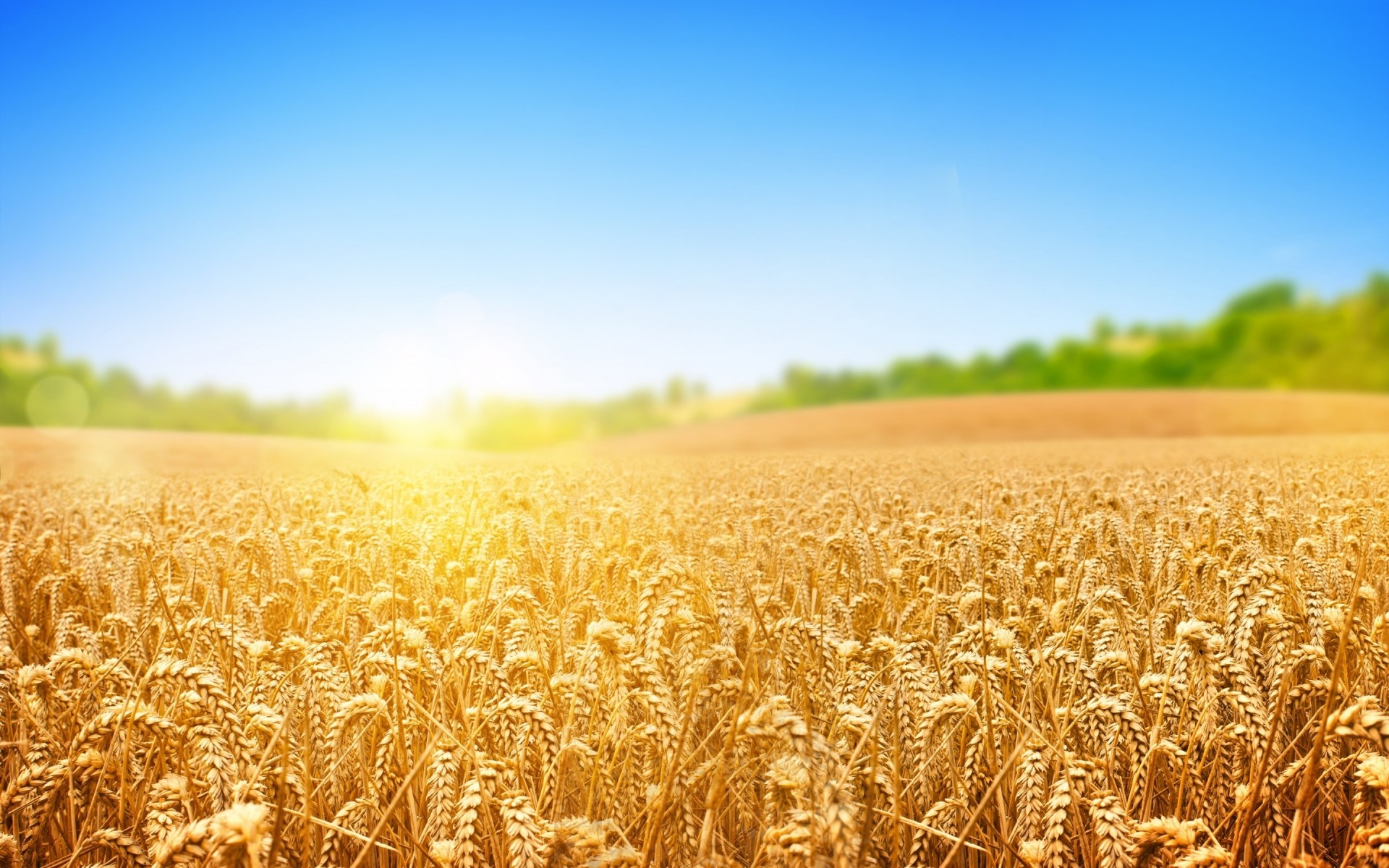 paisaje trigo cereales pan rural maíz pasto centeno paja campo cosecha campo granja tierras de cultivo agricultura cebada crecimiento semilla sol oro