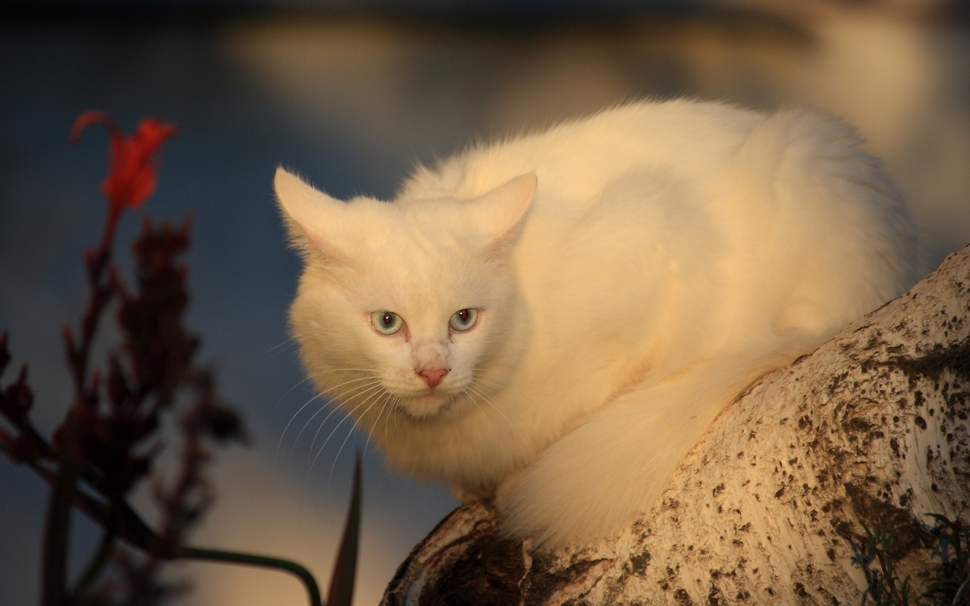 猫 猫 动物 肖像 可爱 哺乳动物 眼睛 小猫 宠物