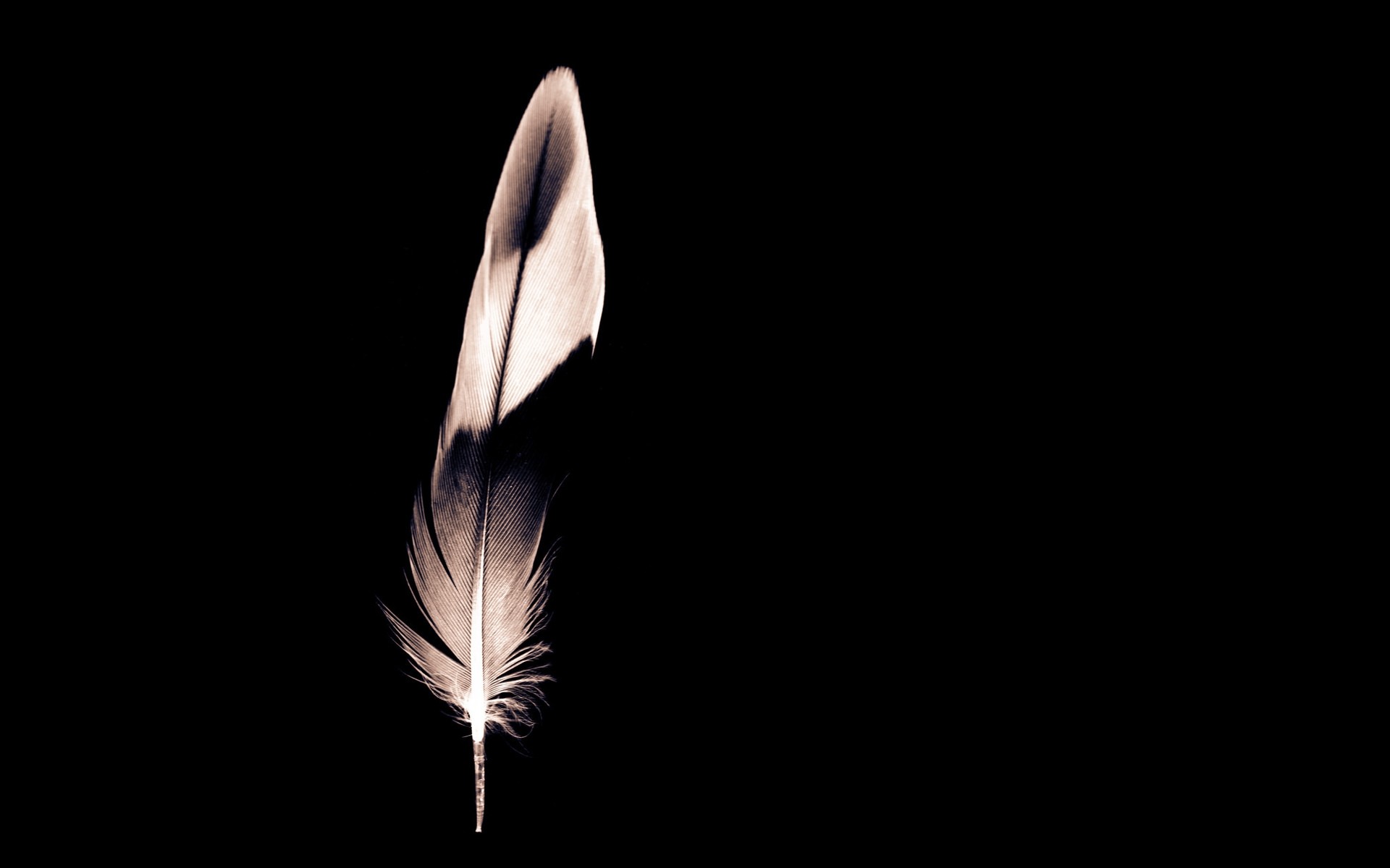 minimalisme art abstraite oiseau sombre monochrome plume nature lumière bureau lune