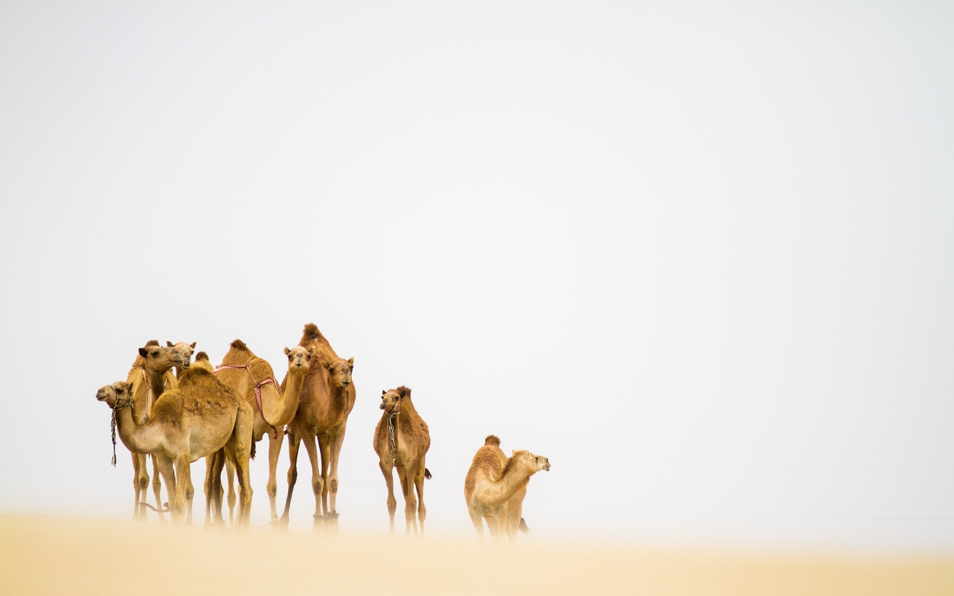 animais mamífero camelo deserto animal camelos