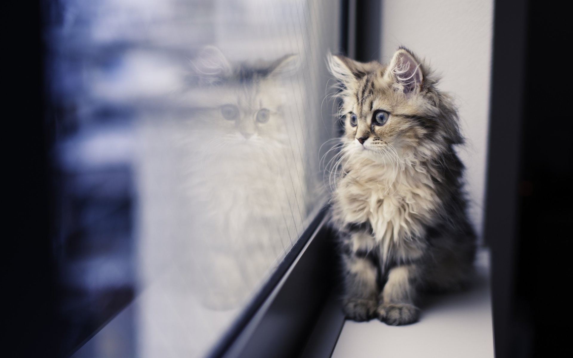 katze katze porträt säugetier ein haustier kitty kätzchen niedlich