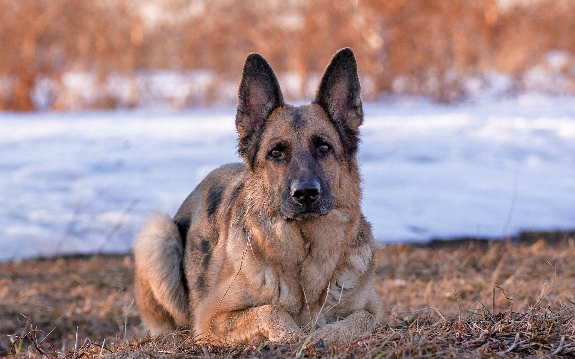 hunde hund hundesportler natur säugetier im freien tier haustier niedlich gras porträt