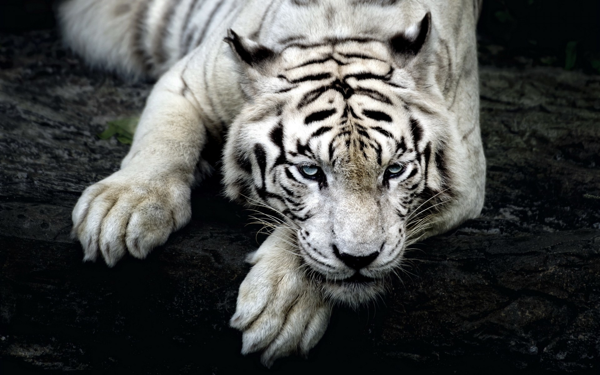 hayvanlar memeli kedi yaban hayatı kaplan hayvanat bahçesi yırtıcı hayvan hayvan kürk et yiyen avcı vahşi büyük orman tehlike doğa avcılık saldırganlık portre safari şerit beyaz kaplan