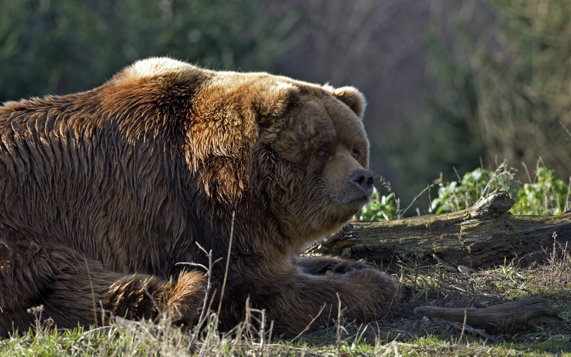 animales mamífero vida silvestre naturaleza salvaje animal piel depredador grizzly parque al aire libre grande hierba carnívoro zoológico grande peligro oso oso pardo