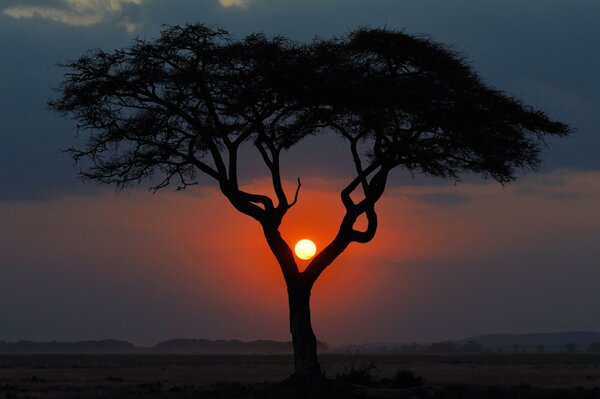 Paisaje el sol se esconde detrás de un árbol