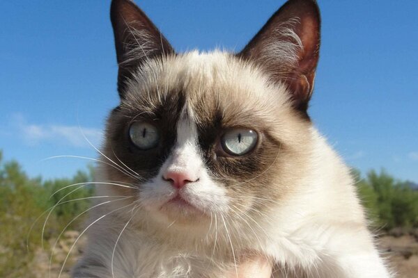 A mustachioed cat with blue eyes