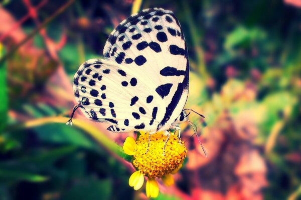 Fleckiger Schmetterling auf einer gelben Blume