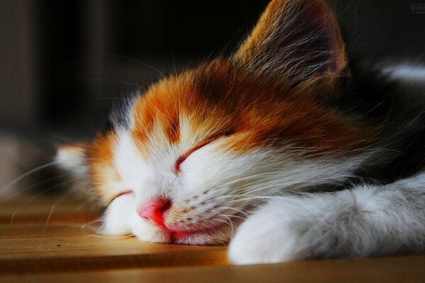 Gatito ojos llorosos durmiendo en el sol