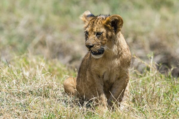 A lion cub surrounded by dry grass