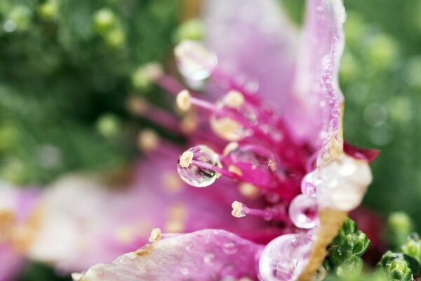 Rosée sur les fleurs en macro