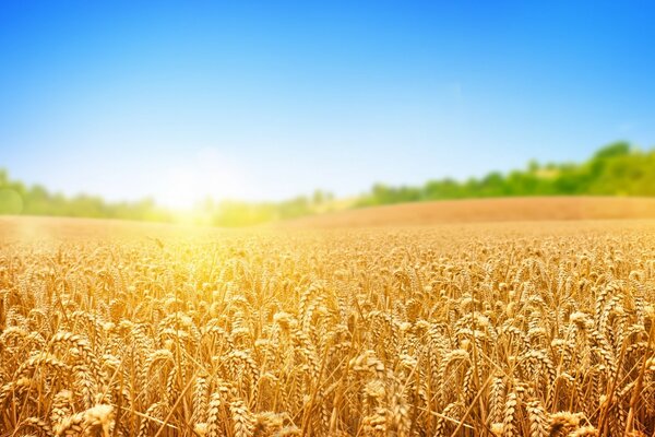 Pane futuro di grano dorato