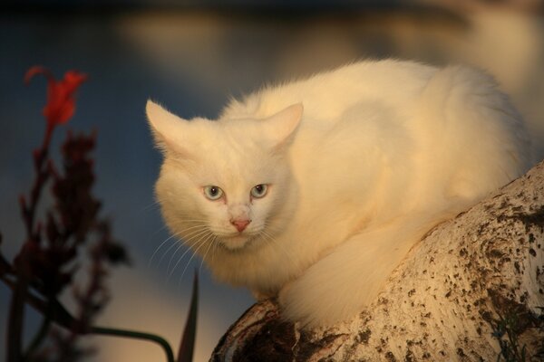 Gato peludo blanco sentado en un árbol