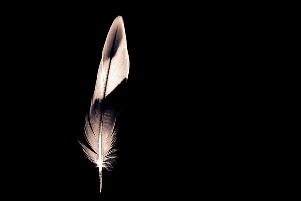 Photo of a black and white bird feather in a minimalist style