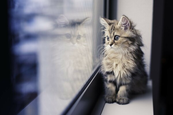 Flauschig gestreiftes Kätzchen schaut aus dem Fenster