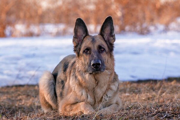 Foto von einem Säugetierhund deutscher Schäferhund