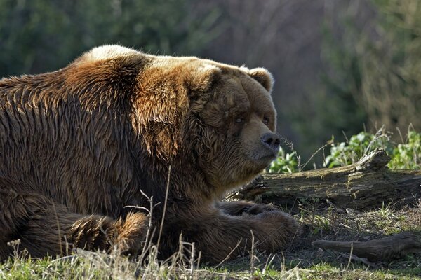 Énorme beau ours dans la nature