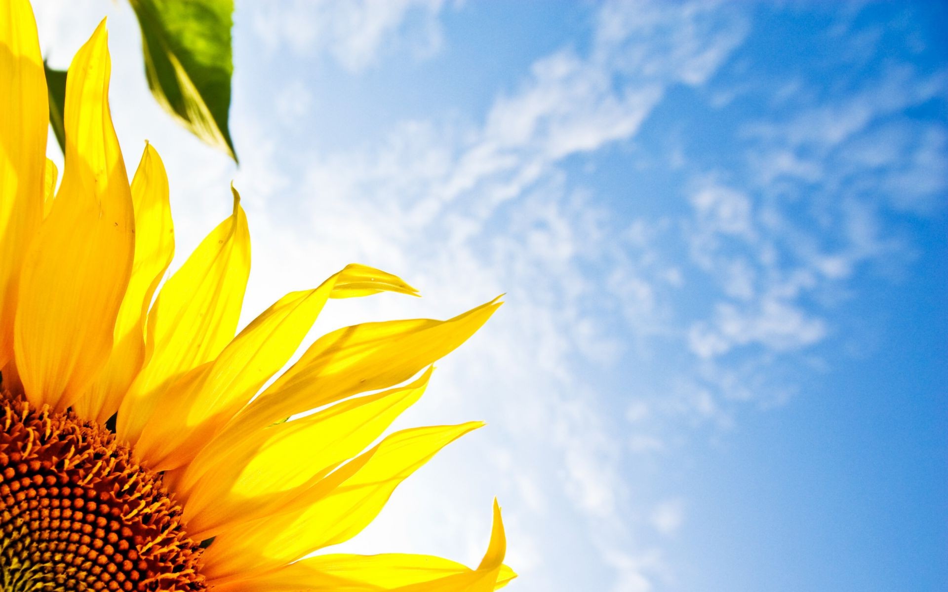 girassóis natureza bom tempo verão brilhante sol folha crescimento ao ar livre flora flor