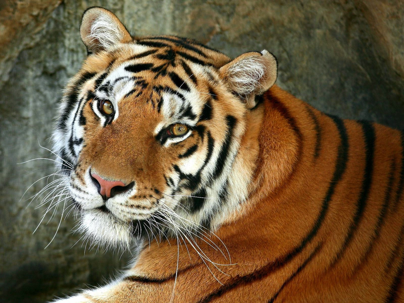 tigers tiger cat mammal wildlife zoo animal stripe predator jungle hunter head portrait staring wild carnivore big safari fur siberian