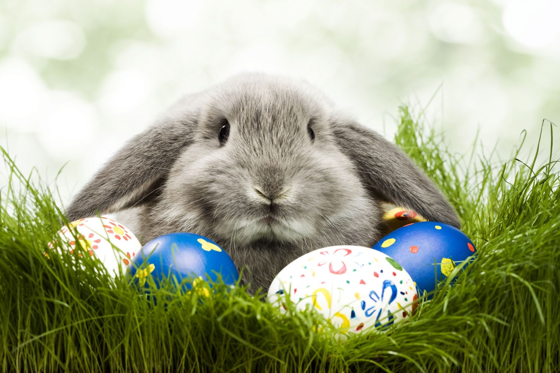 pasqua erba coniglio piccolo natura sveglio uovo coniglietto all aperto nido uovo di pasqua