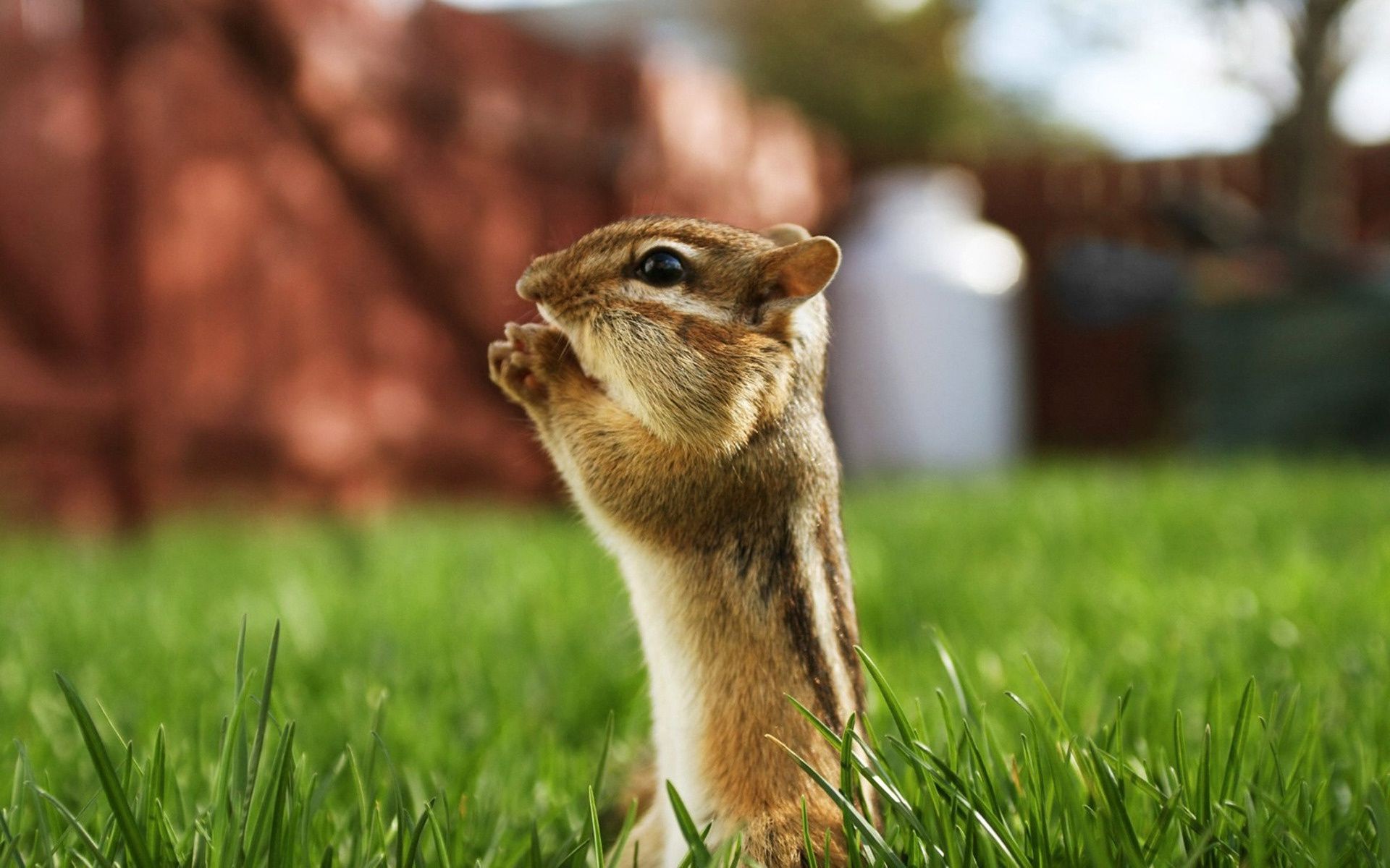 animales hierba naturaleza mamífero ardilla roedor vida silvestre al aire libre pequeño lindo animal pelaje ardilla