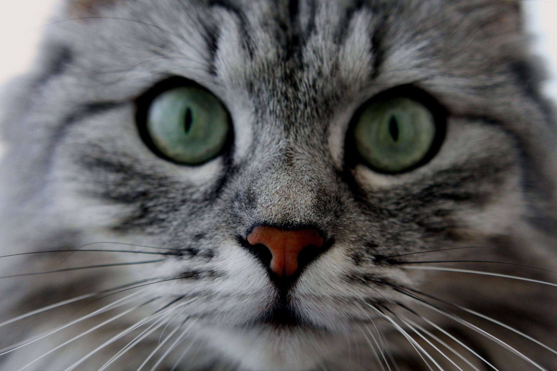 gato piel ojo retrato lindo cabeza bigote animal gris gato doméstico pelo joven mamífero ver mascota nariz naturaleza mirando cara pelusa