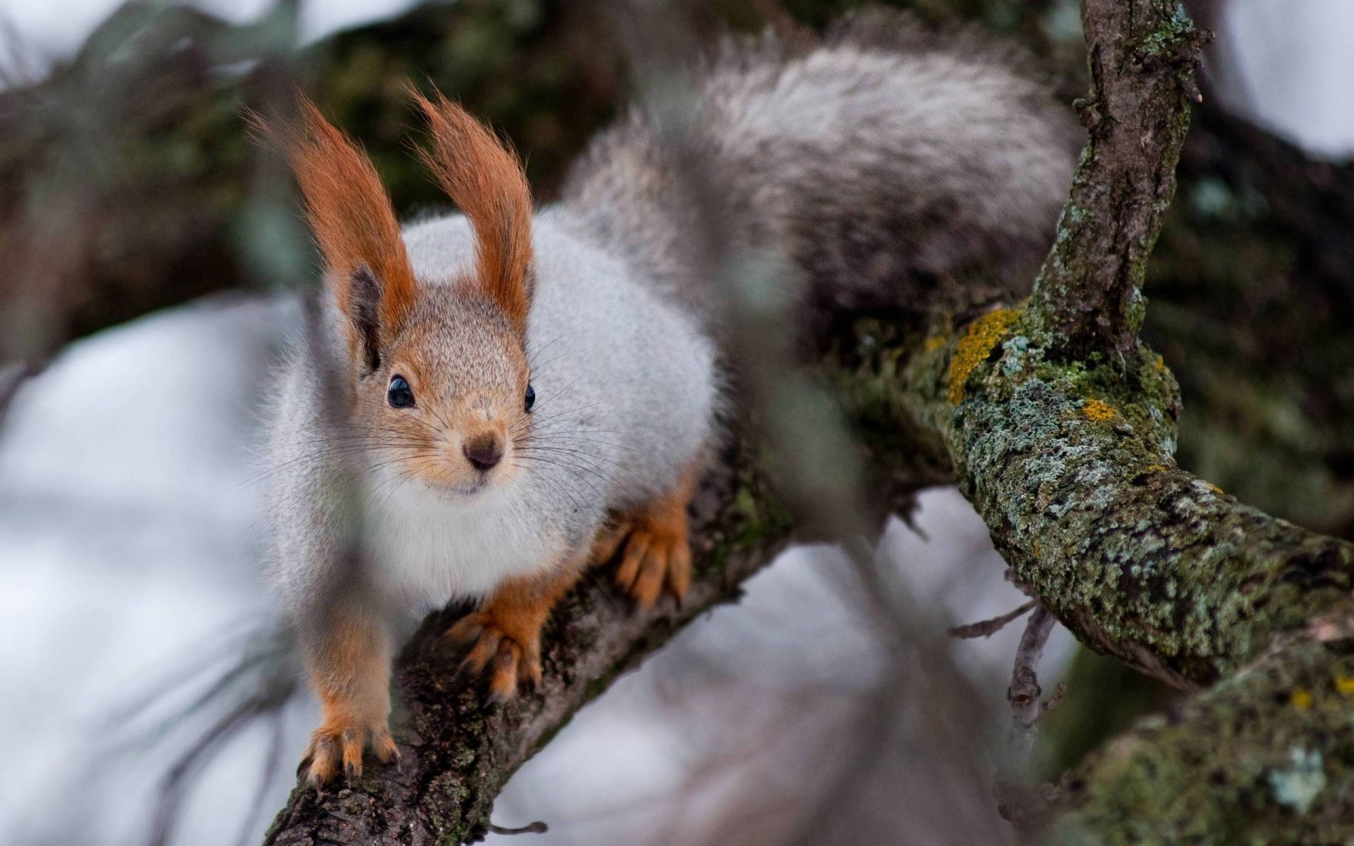 russie écureuil la faune la nature rongeur mammifère arbre mignon bois animal à l extérieur peu sauvage fourrure écrou vers le bas