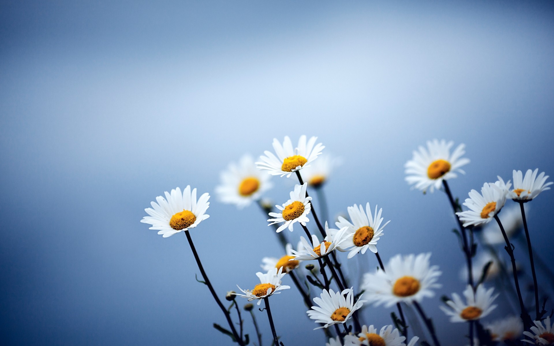 flowers nature flower chamomile summer sun fair weather flora bright growth field hayfield color outdoors daises