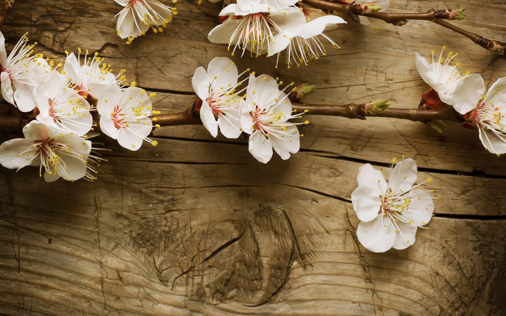 flowers flower nature flora petal blooming beautiful garden floral leaf wood romantic cherry decoration bud color tree desktop bright romance blossom